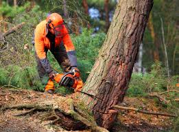 Prospect, OH Tree Removal and Landscaping Services Company